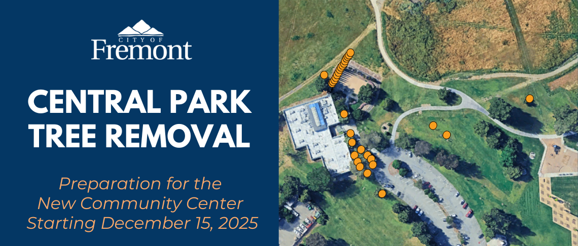 Centerville Park Tree Removal 