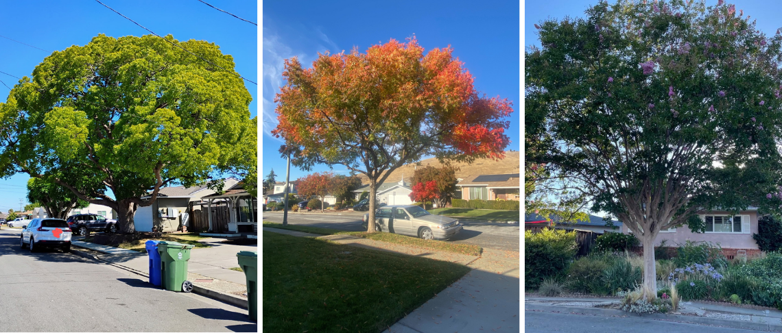 50–50 Assistance Programs for Street Trees and Sidewalks