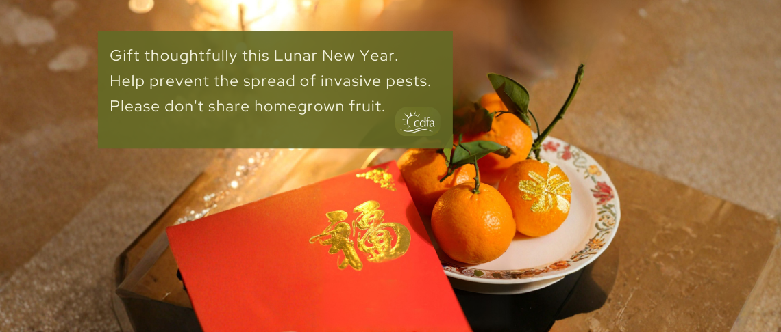 Plate of mandarins and red envelope with advisory text to not share homegrown fruit to avoid the spread of pests.