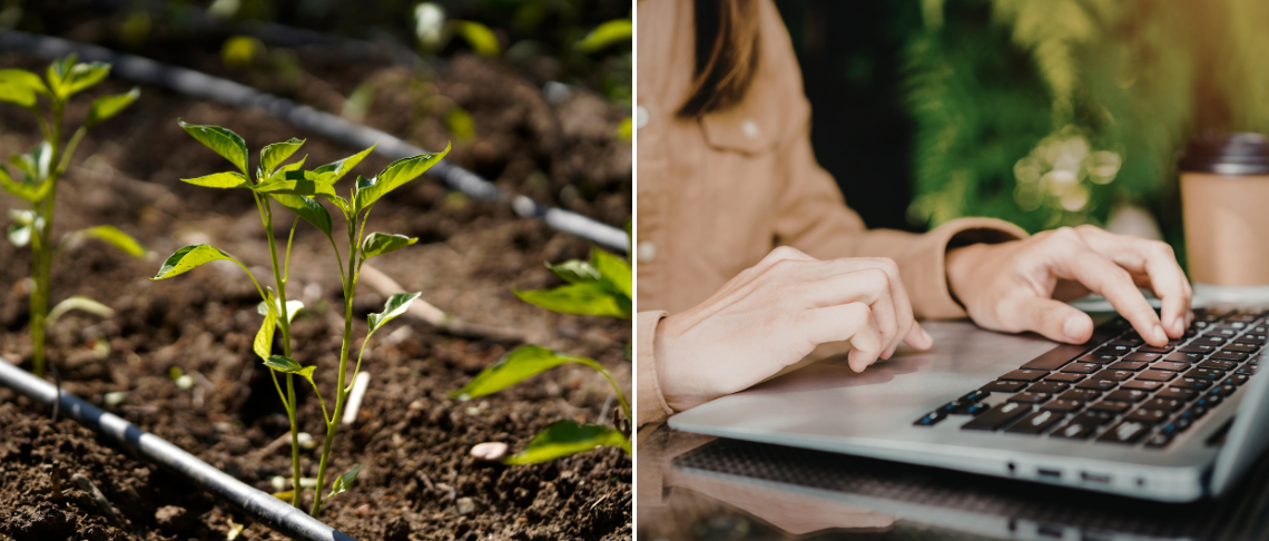 Baby seedlings sprouting green from the soil. Hands typing on a keyboard.