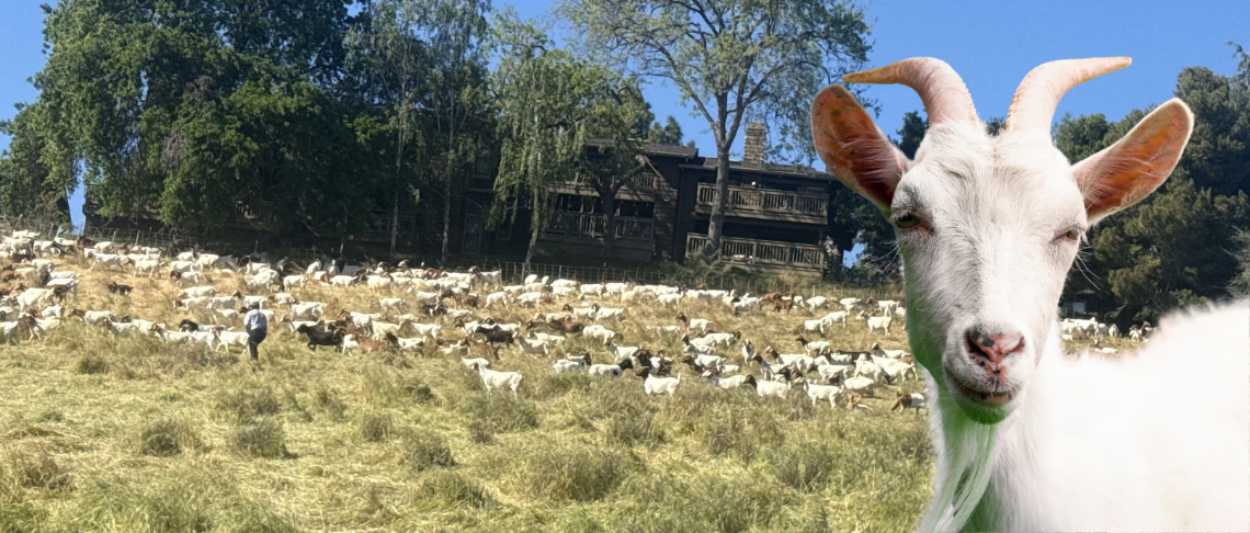 Many goats grazing on a hillside