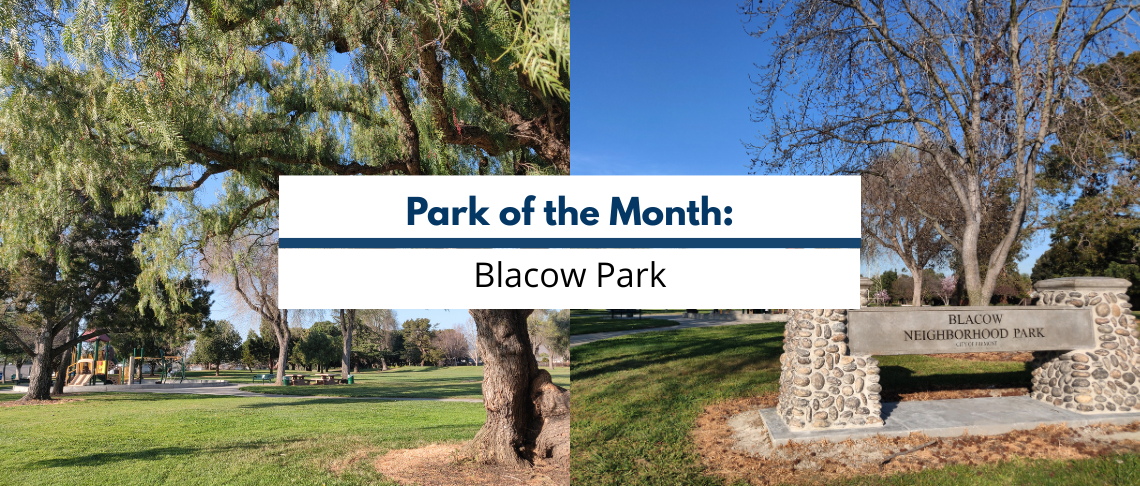 Mature trees casting shade over a green lawn with blue sky. Text reads: Park of the Month: Blacow Park