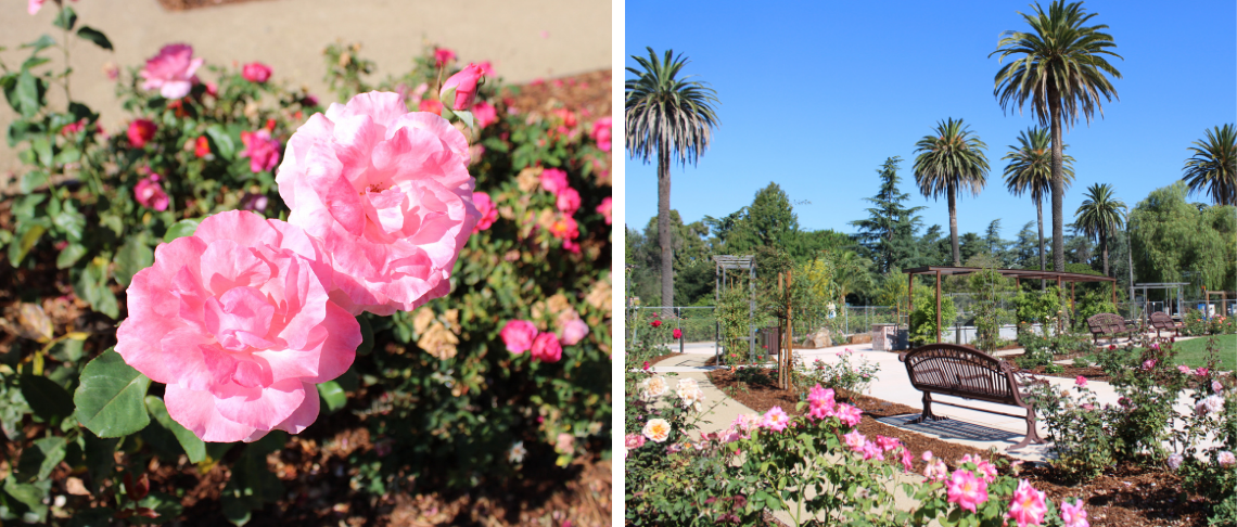 Roses in the Gardens