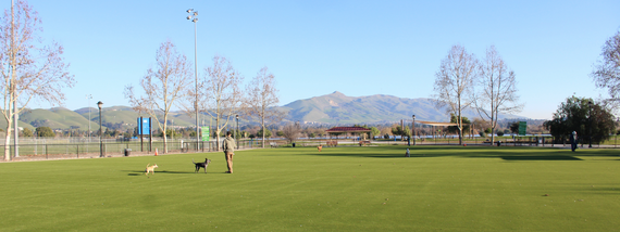 Dog Park