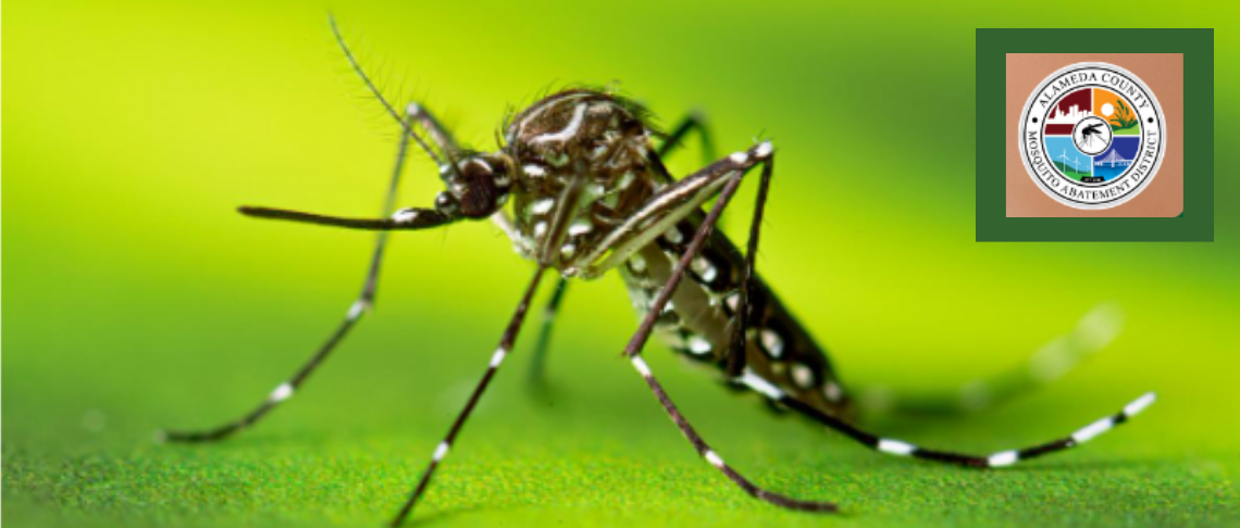 Invasive Mosquito, Aedes aegypti on leaf