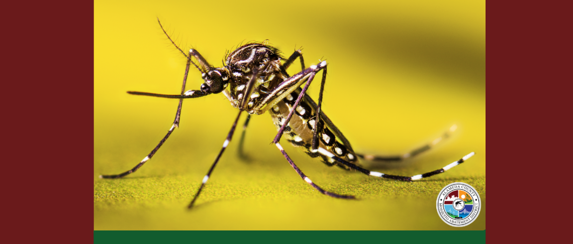 Invasive Aedes Aegypti Mosquito