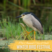 Winter Bird Festival Photo