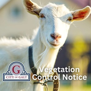 Vegetation Control Goats
