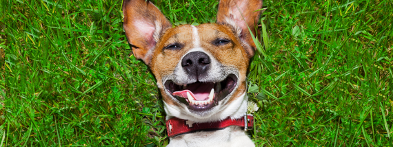Kiwanis Dog Park Event