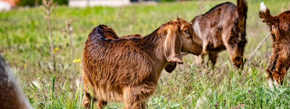 Goats
