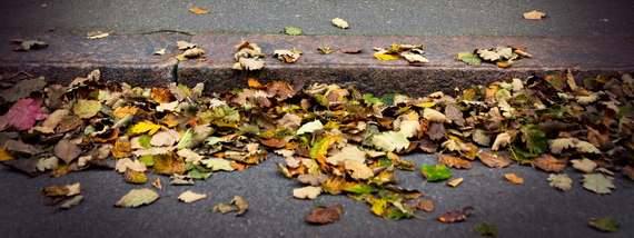 leaves