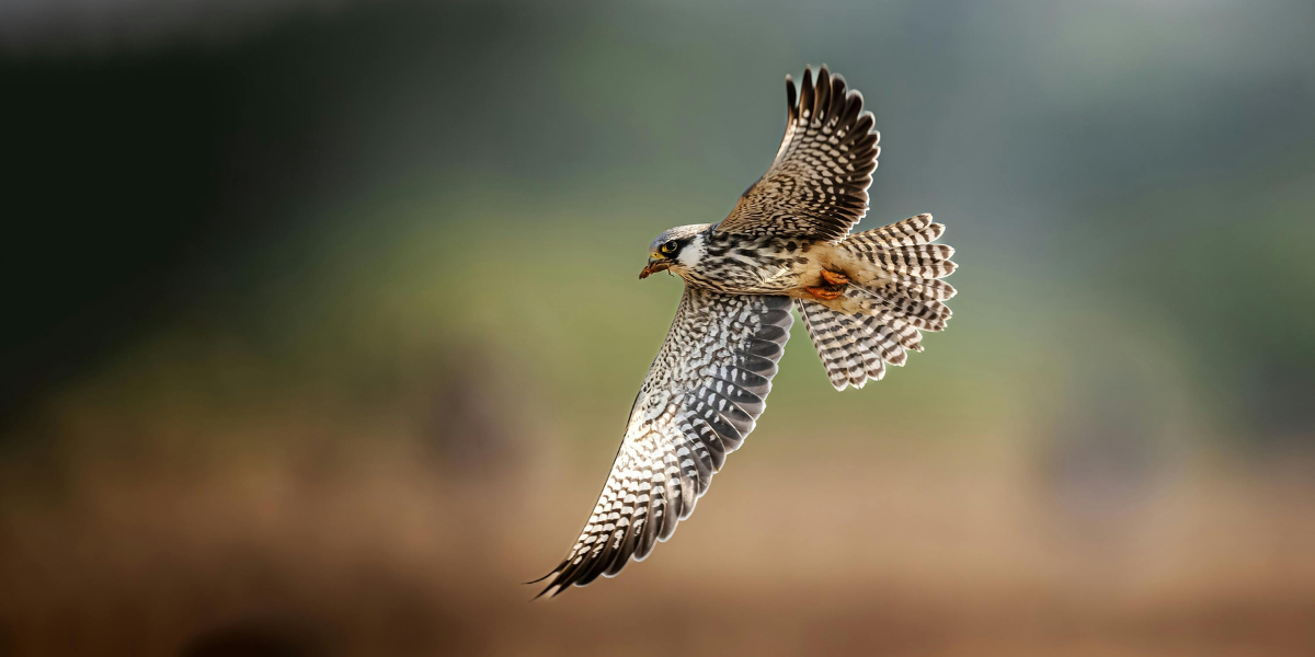 Winter Bird Festival 2026