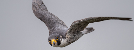 Winter Bird Festival