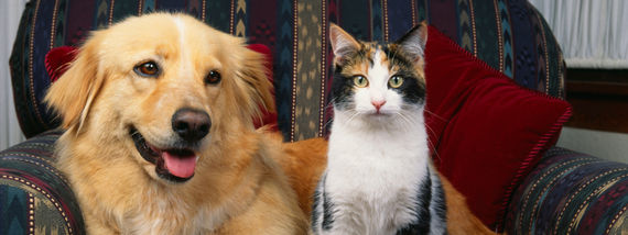 dog and cat