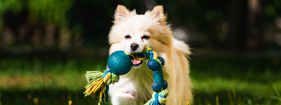 Dog Park Event
