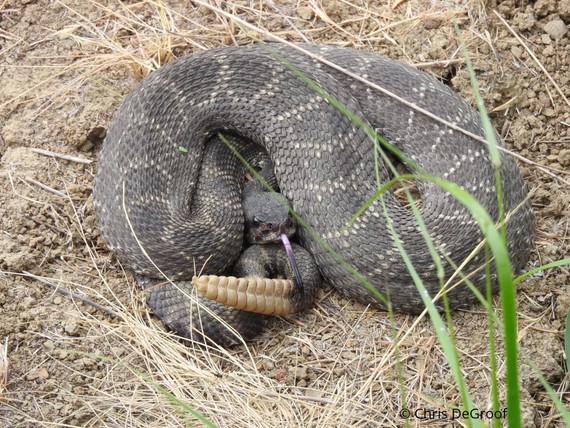 DeGroof Rattlesnake