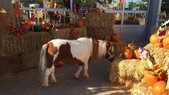 Picture of hay stacked on top of one another decorated with pumpkin & fall leaves, a small brown & white mini horse is in the center of the photo