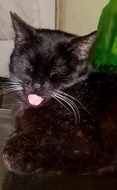 black cat with tongue sticking out