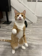 Orange and white cat standing up on its hind legs
