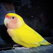 Yellow bird named Dixie standing on a keyboard