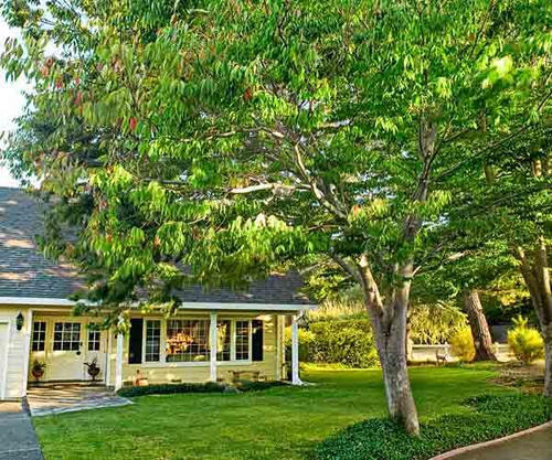 shade tree