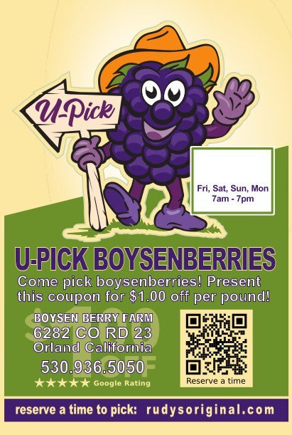 Boysenberry Picking 