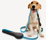 Dog with Leash