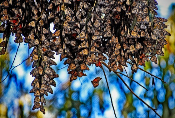 Ellwood Mesa Butterfly Grove_Mike Eliason Dec 2021