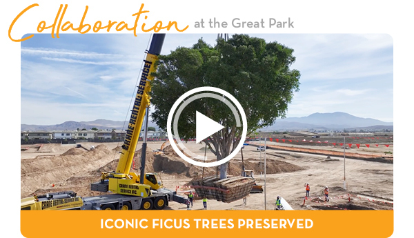 Iconic Ficus Trees Preserved at the Great Park
