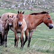 Travel Adventure Slideshow: The Horse Show