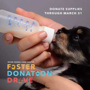 Through March 31: Foster Donation Drive