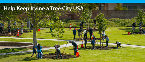 people planting tree in a park