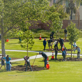 people planting trees in a park