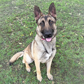 German Shepard dog waiting to be adopted