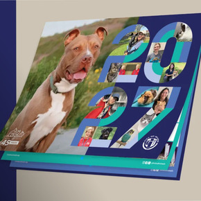 Meet the Stars of the 2027 Irvine Animal Care Center Wall Calendar