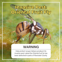 Oriental Fruit Fly Warning