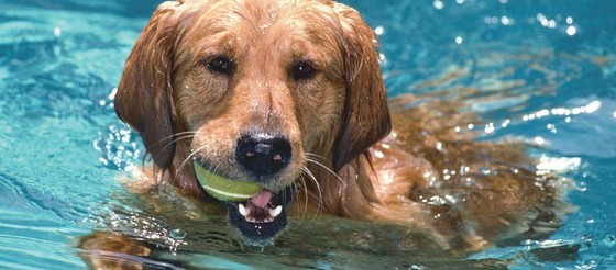 where can dogs swim in los angeles