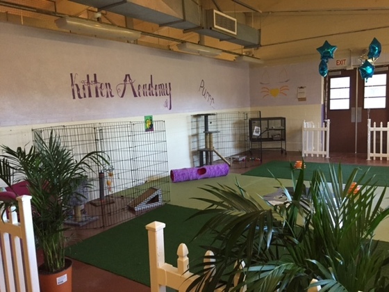 Room where Kitten Academy is held at Camp Scott
