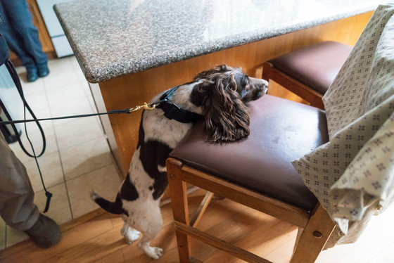 Probation Canine Detection Team