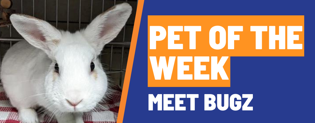 Pet of the Week