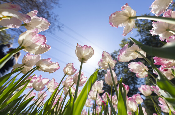 springblooms