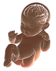 Early Brain Development and Health