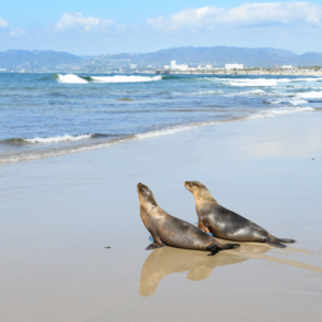 The return of Four Fully Recovered Sea Lion Pups to the Ocean