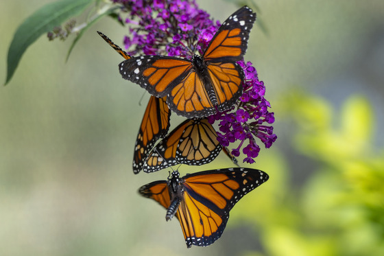 SOAR Tropical Butterflies at South Coast Botanic Garden