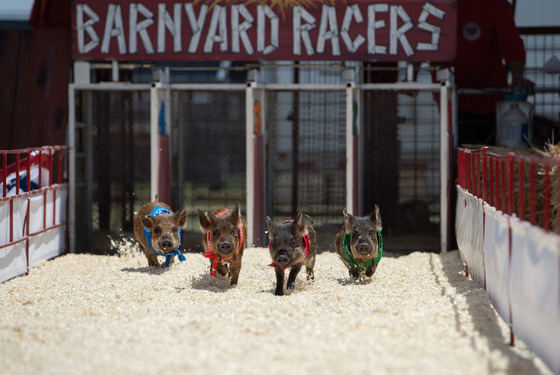 Pig Races at the LA County Fair 