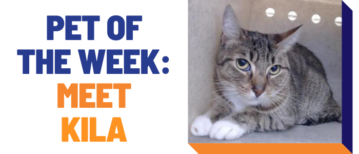 Pet of the Week: Meet Kila