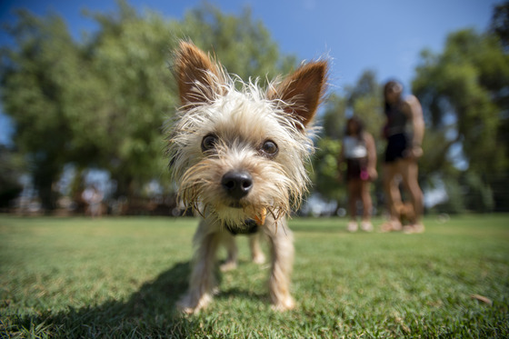 Little Yorkie, Noah enjoying his day at Dali's Dog Park