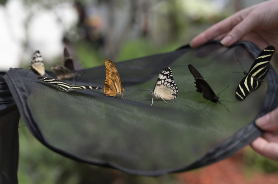 Butterfly Pavilion at Natural History Musuem