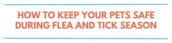 Fleas and Ticks Banner