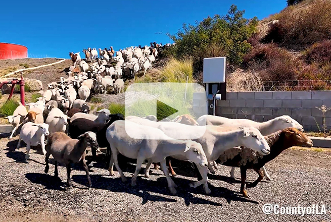 Sheep and Goat fire prevention